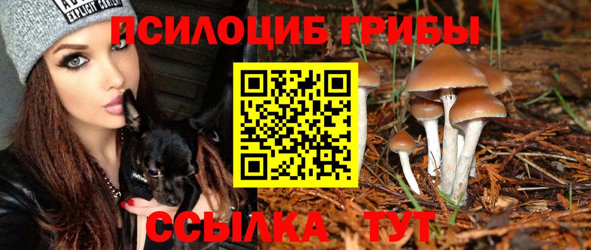 Муром  Галлюциногенные грибы Psilocybe  Вход с VPN 